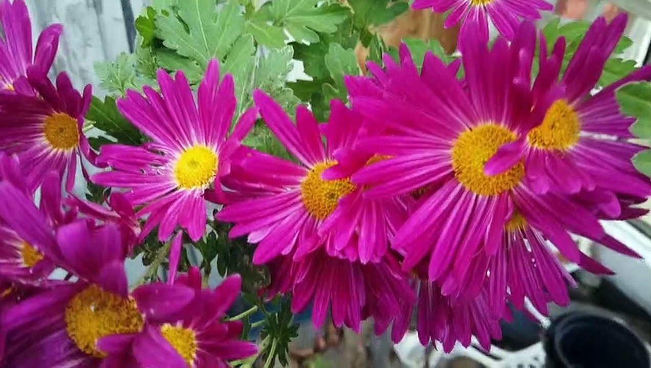 Gartenblumenstrauß November