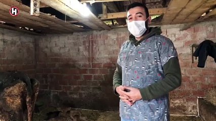 HASTA DİYE SATIN ALDIĞI İNEK ÜÇÜZ DOĞURDU