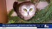 Meet the Owl Found in the Rockefeller Center Christmas Tree - NBC New York