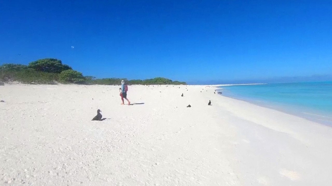 Coronavirus: conservationists shocked by return from secluded island to world in Covid-19 pandemic