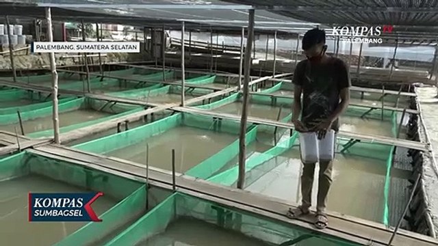 Gairah Budidaya Ikan Hias Air Tawar Di Palembang