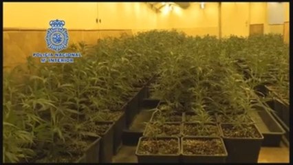 España, gran invernadero mundial de marihuana