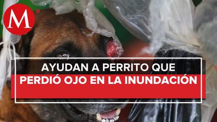 Descargar video: Asociaciones buscan ayudar a animales, tras inundaciones en Tabasco