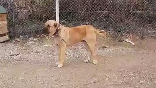 ANADOLU COBAN KOPEKLERiYLE BiRLiKTE - ANATOLiAN SHEPHERD DOG with TOGETHER