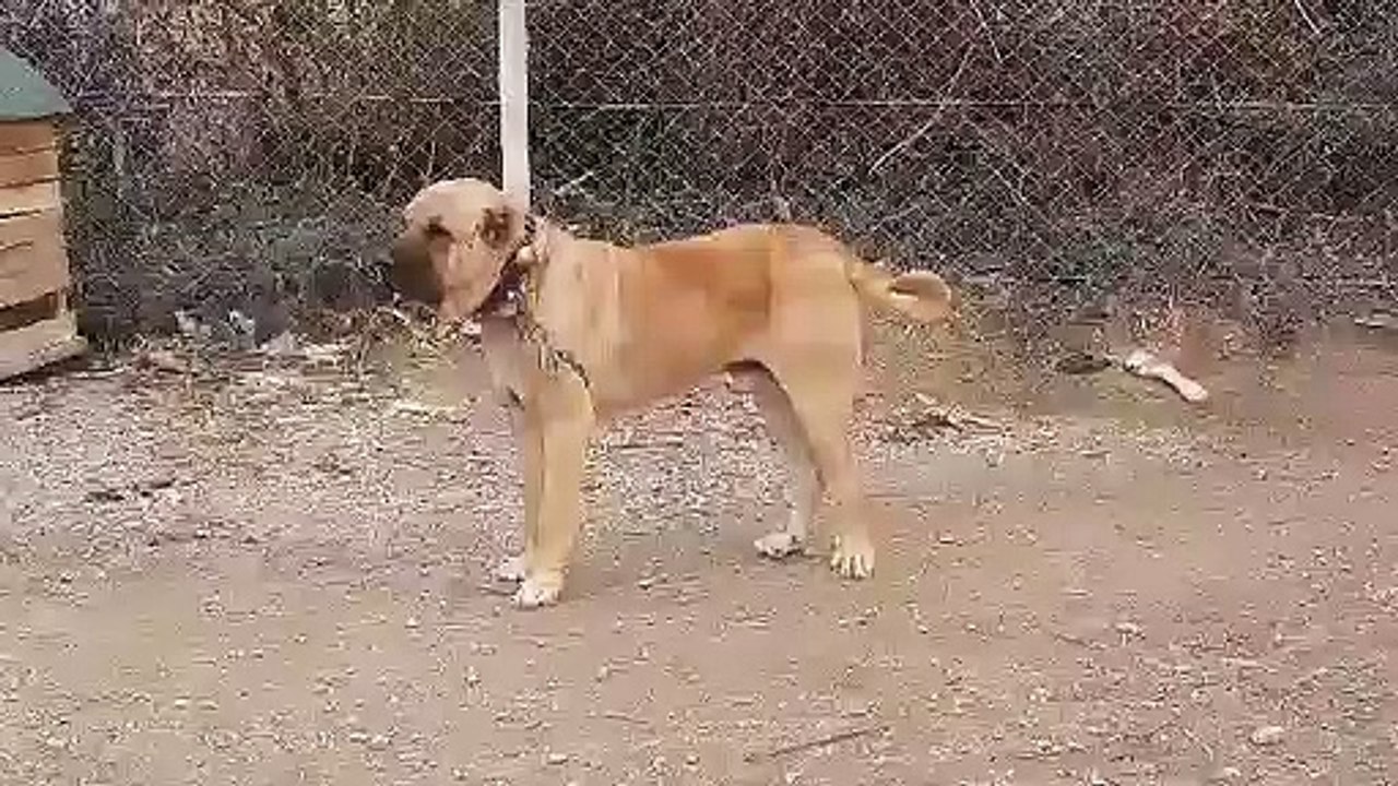 ANADOLU COBAN KOPEKLERiYLE BiRLiKTE - ANATOLiAN SHEPHERD DOG with TOGETHER