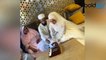 Sana Khan Married Mufti Anas FULL VIDEO _ Sana Khan Mufti Anas की शादी _ Boldsky