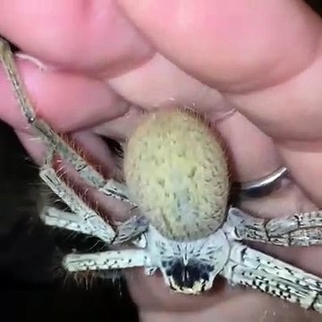 Une araignée géante tisse sa toile dans la main de son maitre