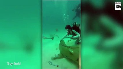 Download Video: Un plongeur vient en aide à un requin piégé par un hameçon... Joli