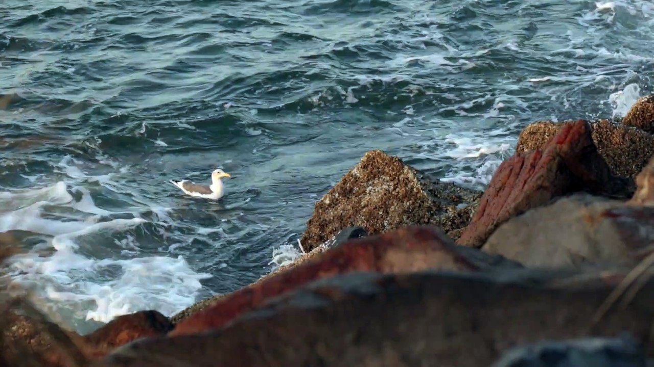 Lone Seagull Swimming Against Powerful Jetty Ocean Waves.