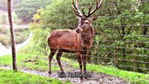 Zu Besuch im Wildpark Gackenbach – 1