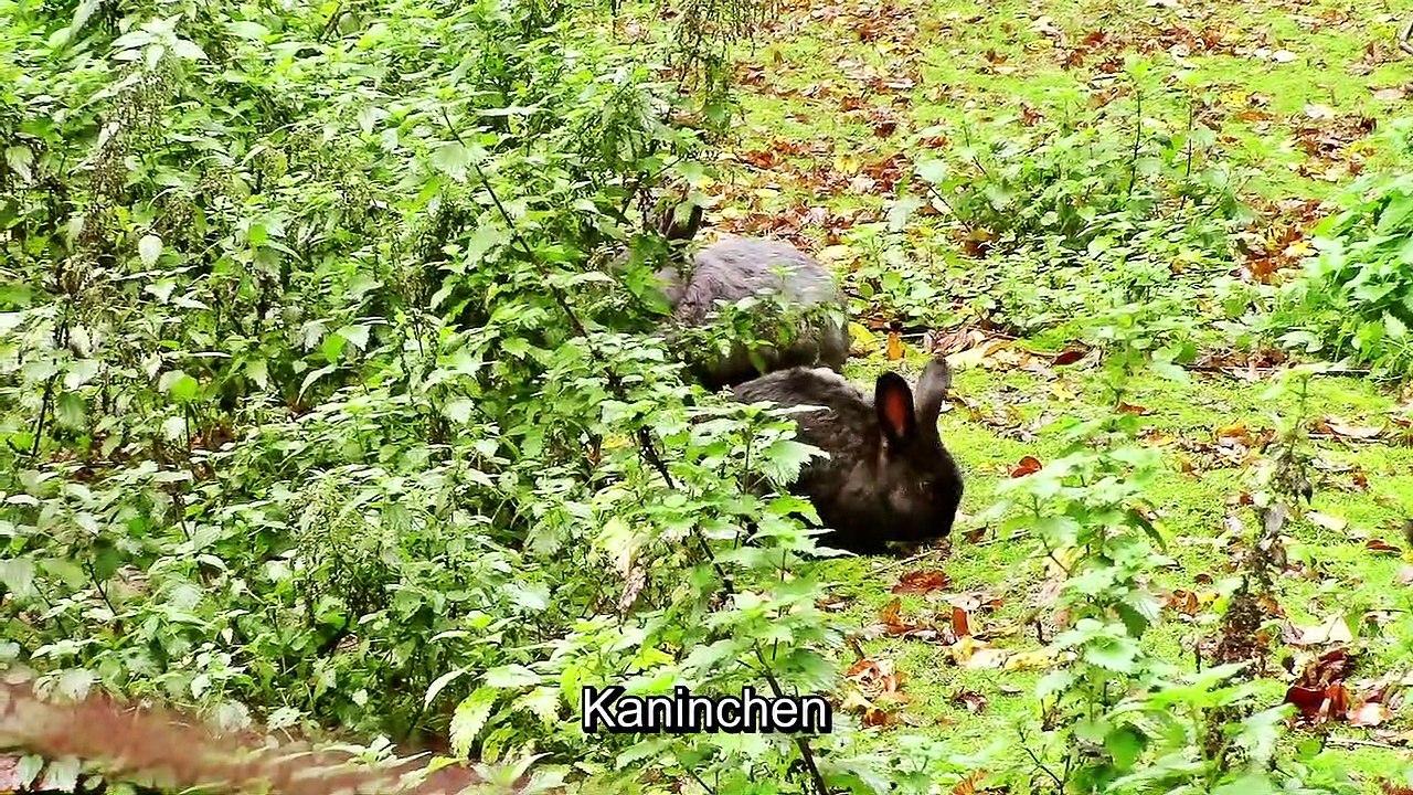 Zu Besuch im Wildpark Gackenbach – 2