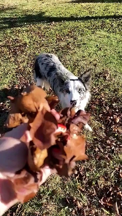 dog falls miserably after jumping to catch leaves - how to get maple leaves ~complete guide~ [acnh]