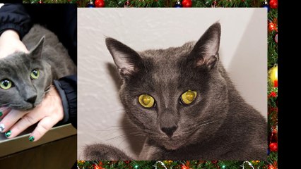 My kitty Job at the vet's office l Cats and animals l health