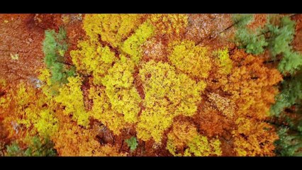 Dji Mini 2 Unboxing + Sample Footage!