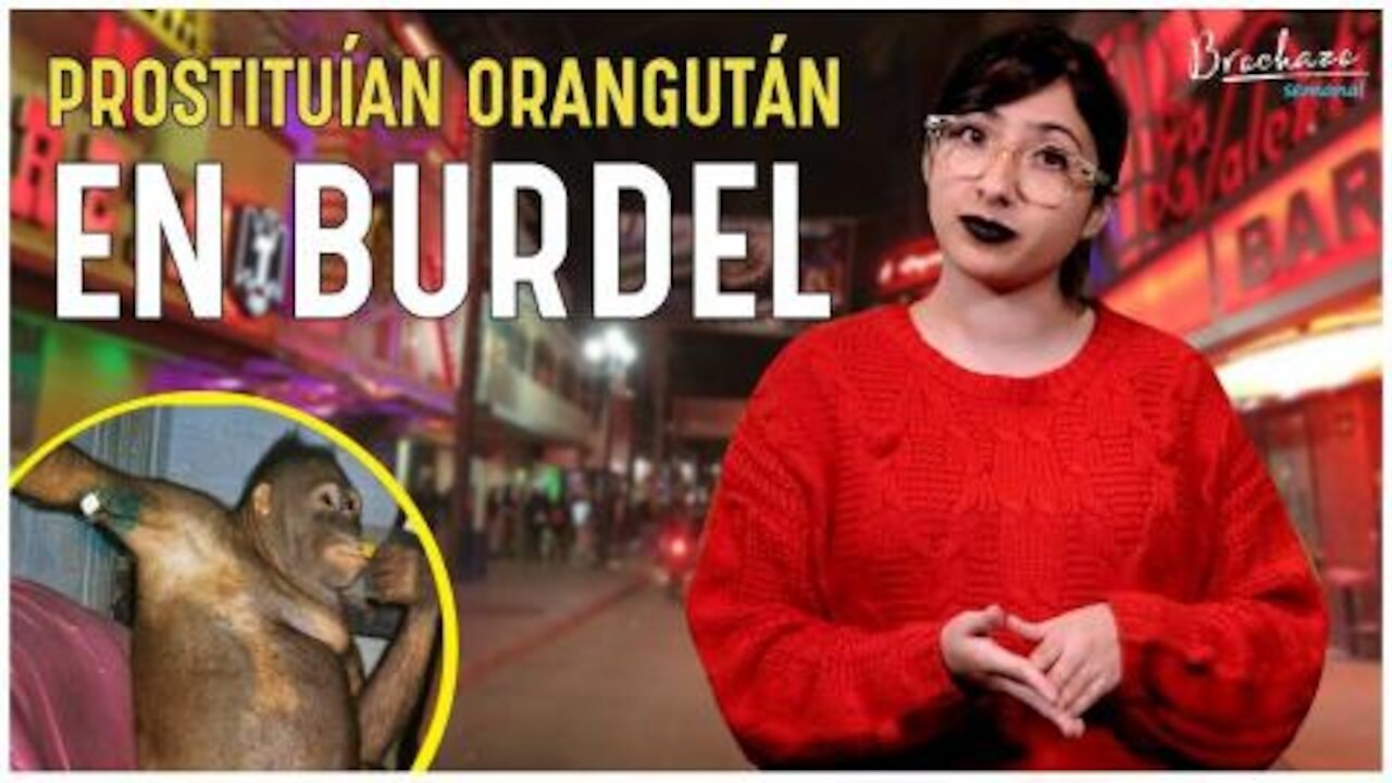 Rescatan a la orangután Pony de un burdel en Indonesia