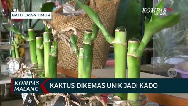 Lucu dan Unik!!! Tanaman Kaktus Dibuat Jadi Kado
