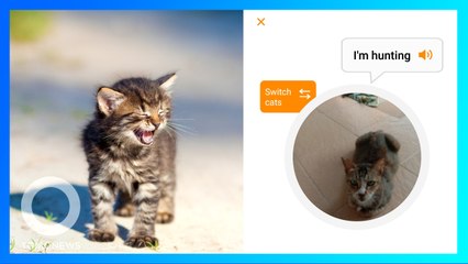 Pencinta Kucing Wajib Punya Aplikasi Penerjemah Meongan Kucing Ini! - TomoNews
