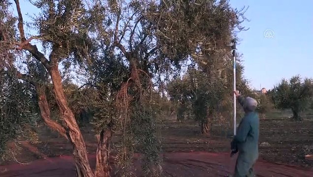 KİLİS - Sokağa çıkma kısıtlamasından muaf tutulan çiftçiler tarlanın yolunu tuttu