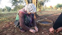 Kısıtlamadan muaf olan zeytin üreticileri hasad yaptı