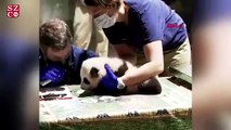 ABD'de sağlık kontrolü olan küçük pandanın görüntüleri paylaşım rekoru kırdı