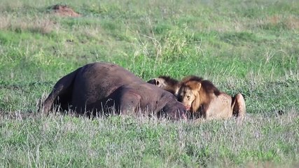Wild Lions Eating Delicious Rhino