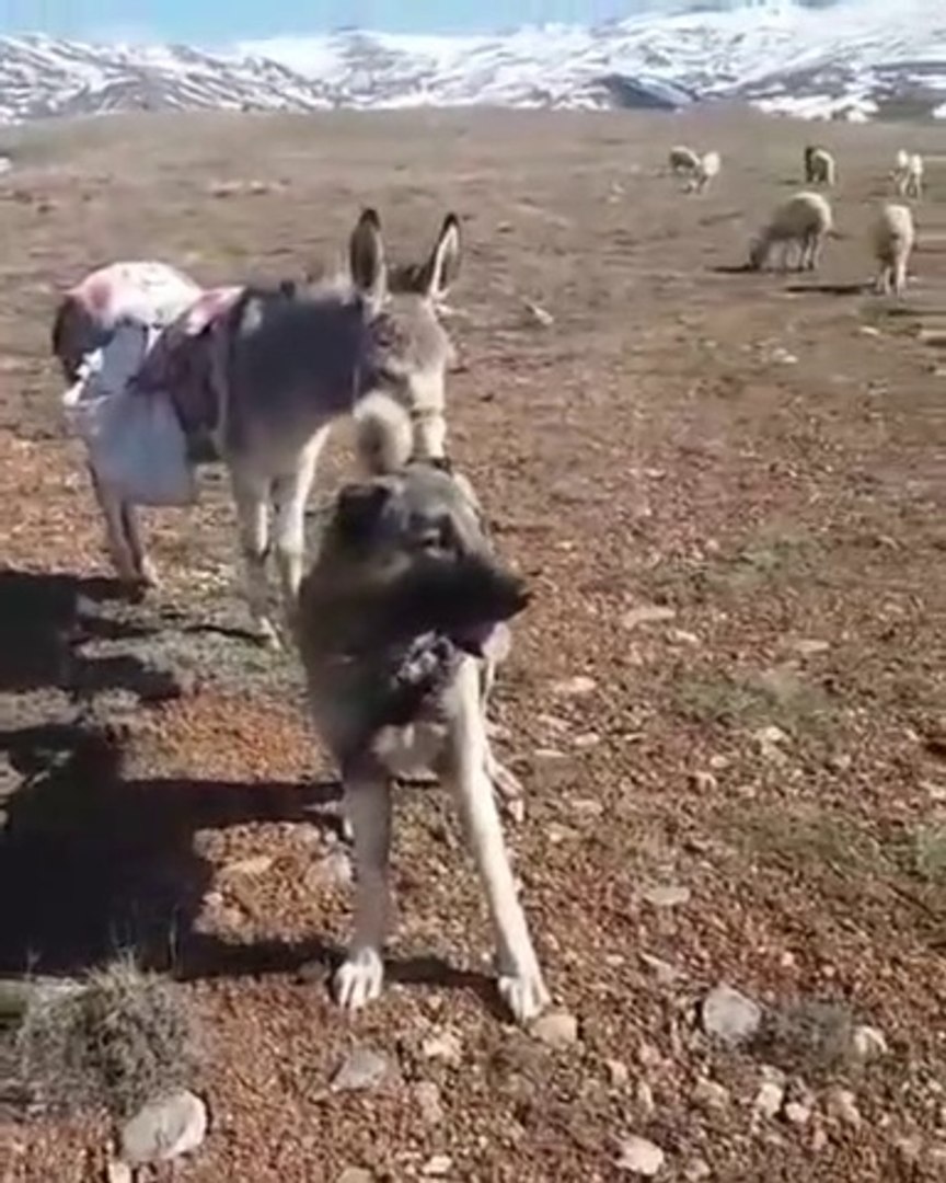 ⁣YOLDAS KANGAL VE ESEK - KANGAL DOG and DONKEY COMRADE