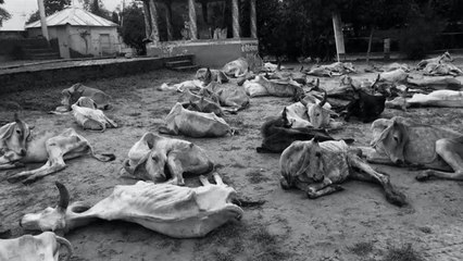 Rajasthan : దిగ్భ్రాంతికర ఘటన, గోశాలలో మరణ మృదంగం... నురగలు కక్కుతూ గోవులు మృత్యువాత...!!