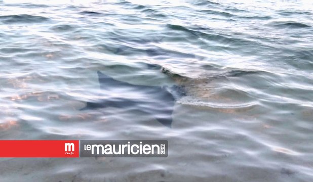 Flic-en-Flac : quatre raies aperçues dans le lagon