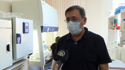 ANTALYA - Kovid-19 hastalarında azalan enzim, yeşil bitki yapraklarında üretildi