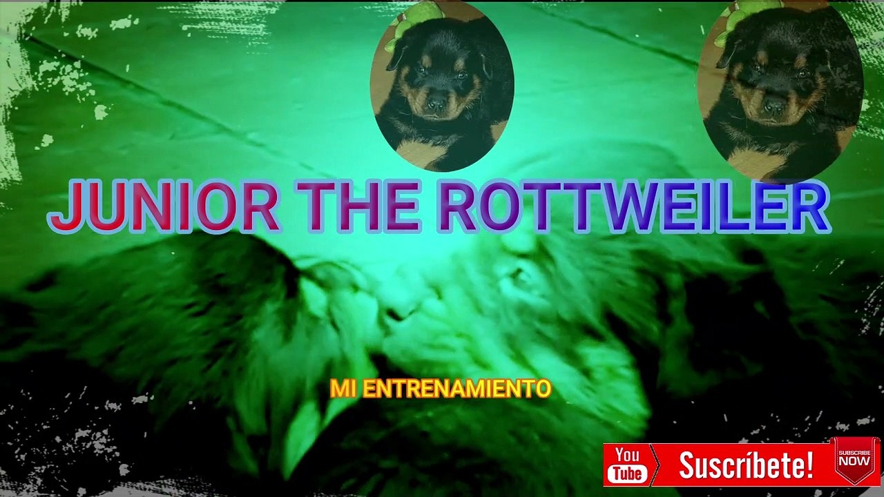 ENTRENAMIENTO CACHORRO ROTTWEILER (Recopilación de ejercicios) JUNIOR THE ROTTWEILER