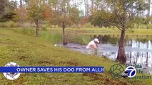 Florida man wrestles puppy from jaws of alligator