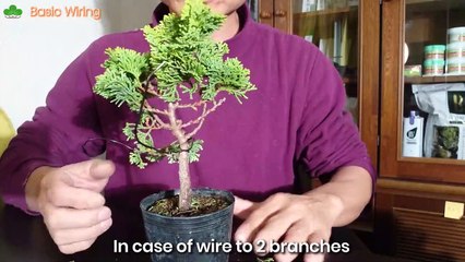 基本的な針金掛けの仕方 Basic wiring