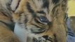 Watch: Forest officials rescue two tiger cubs from Mudumalai Tiger Reserve