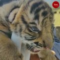 Watch: Forest officials rescue two tiger cubs from Mudumalai Tiger Reserve