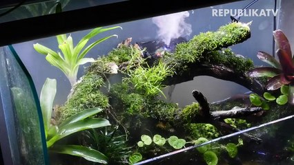 Aquascape Semakin Digandrungi di Tengah Pandemi