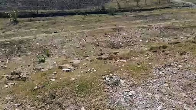 बजट व प्रचार-प्रसार के अभाव में दम तोड़ रही खेतों की मेड़ पर पौधरोपण की योजना