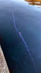 Dünya şokta! Deprem habercisi Kral Ringa balıkları yeniden ortaya çıktı