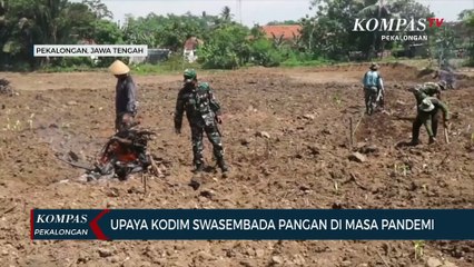 Upaya Kodim Swasembada Pangan Di Masa Pandemi