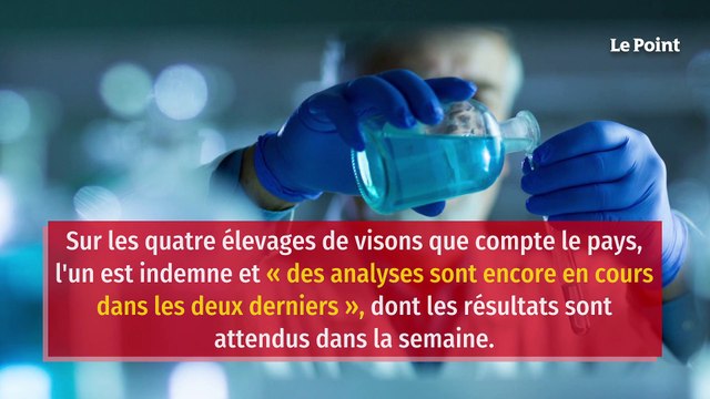 Covid-19 : un élevage de visons contaminé en France