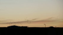 A Murmuration Of Birds Around Union Station.