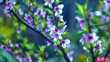 La vie des robes bleues en calicot teintes à la main par 2