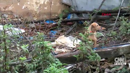 Yetenekli sokak köpeklerini zor görevler için eğitiyor | Video