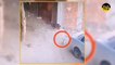 Cat Saving Little Kid From Stray Dog Viral Video _ Unbelievable Video Of Animals Camera Caught