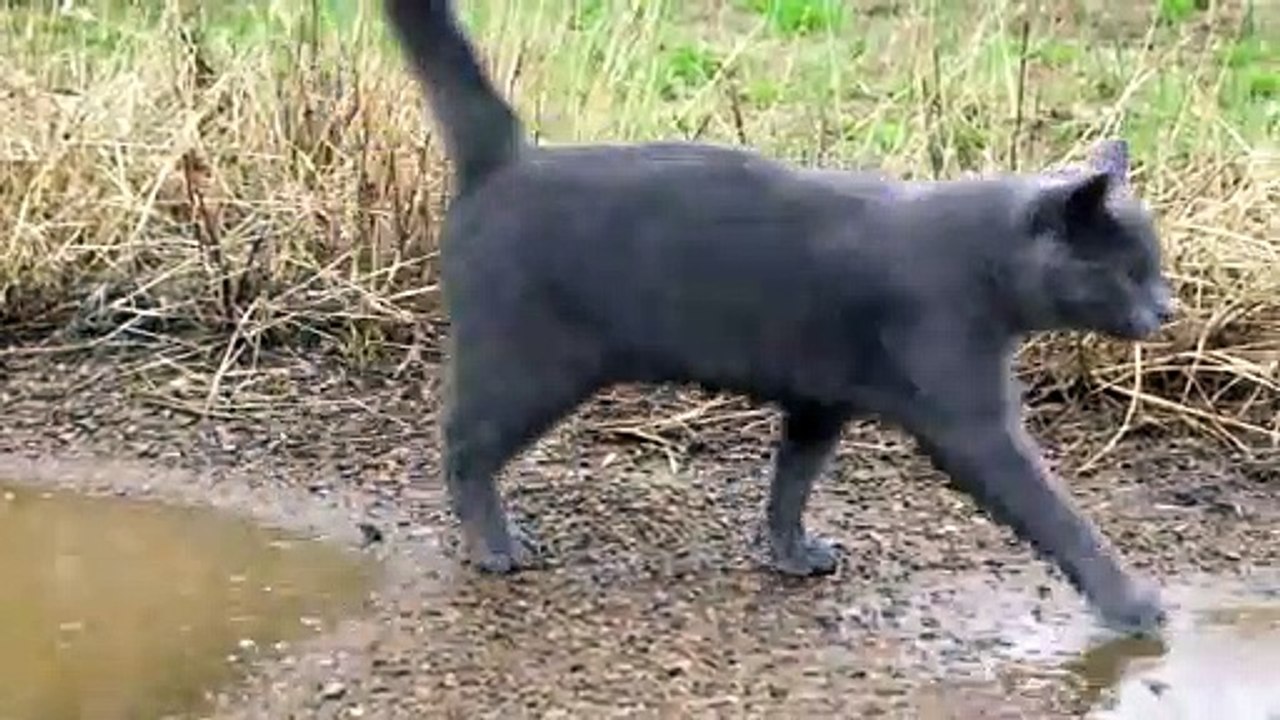Ce chat adorable aime jouer dans les flaques d'eau... Inhabituel