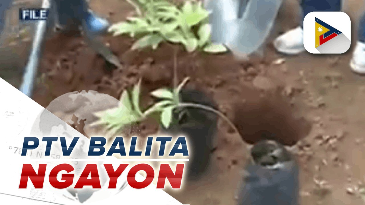 #PTVBalitaNgayon | Mga mag-aapply ng prangkisa sa LTFRB, required na magtanim ng puno simula Dec. 1;  Pilot run ng motorcycle taxis, sisimulan na ngayong araw