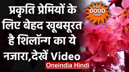 Feel Good : गुलाबी हुआ Shilong, खिल गए Cherry Blossom के फूल | वनइंडिया हिंदी