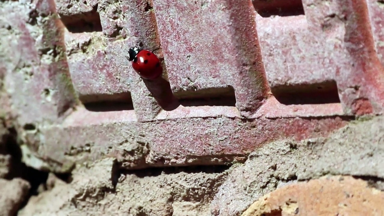 Ladybug Crawling