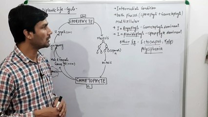 Haplo-Diplontic Life Cycle-Plant Kingdom Chapter
