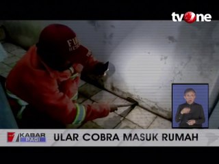 Ngeri, Ular Kobra Masuk Rumah Warga