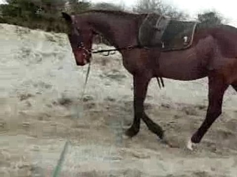 Queyras TROTTEUR en elastique dur dur